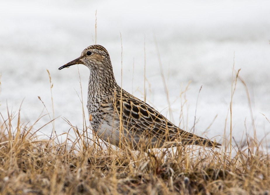 Pectoral Sandpiper - Clare Kines