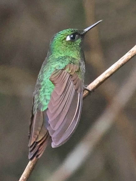 kolibřík dřišťálový - ML601541041