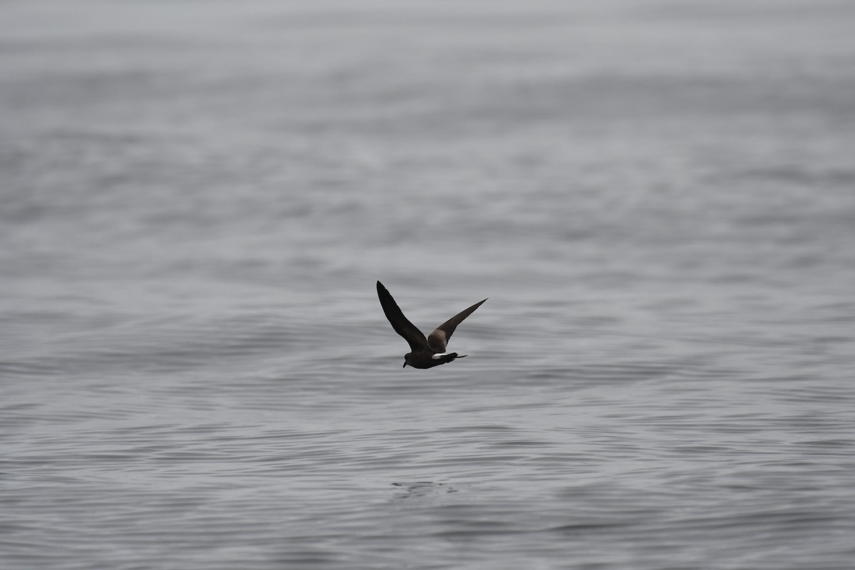 Leach's Storm-Petrel - ML601541831