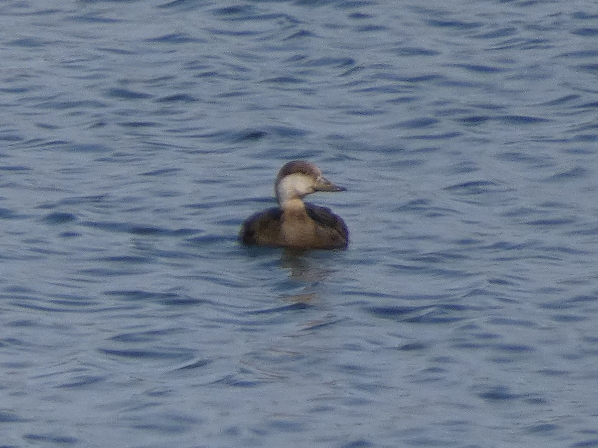 Black Scoter - ML601542711