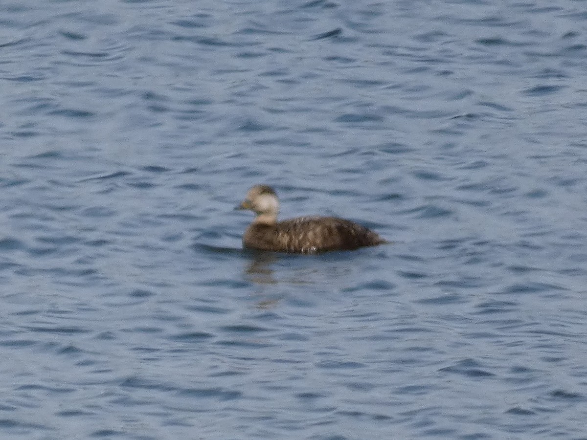 Black Scoter - ML601542721