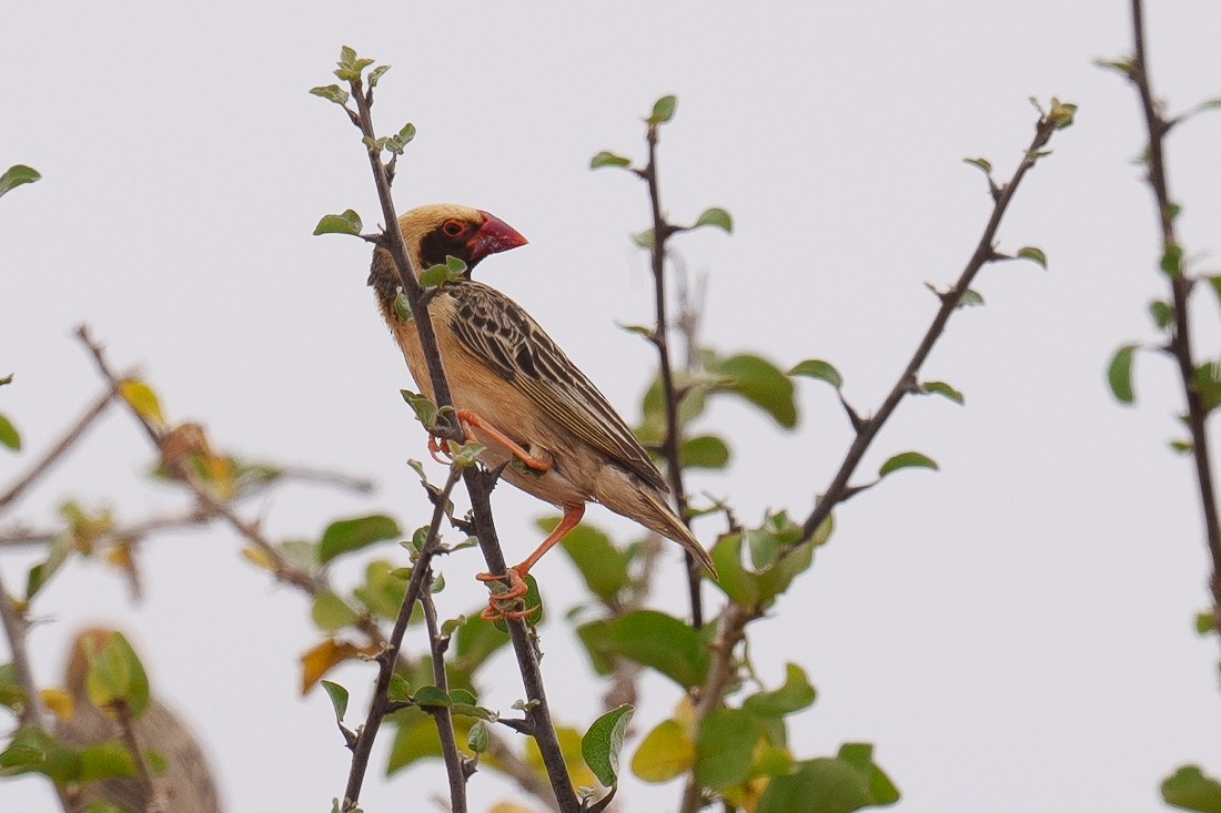 Red-billed Quelea - ML601542761