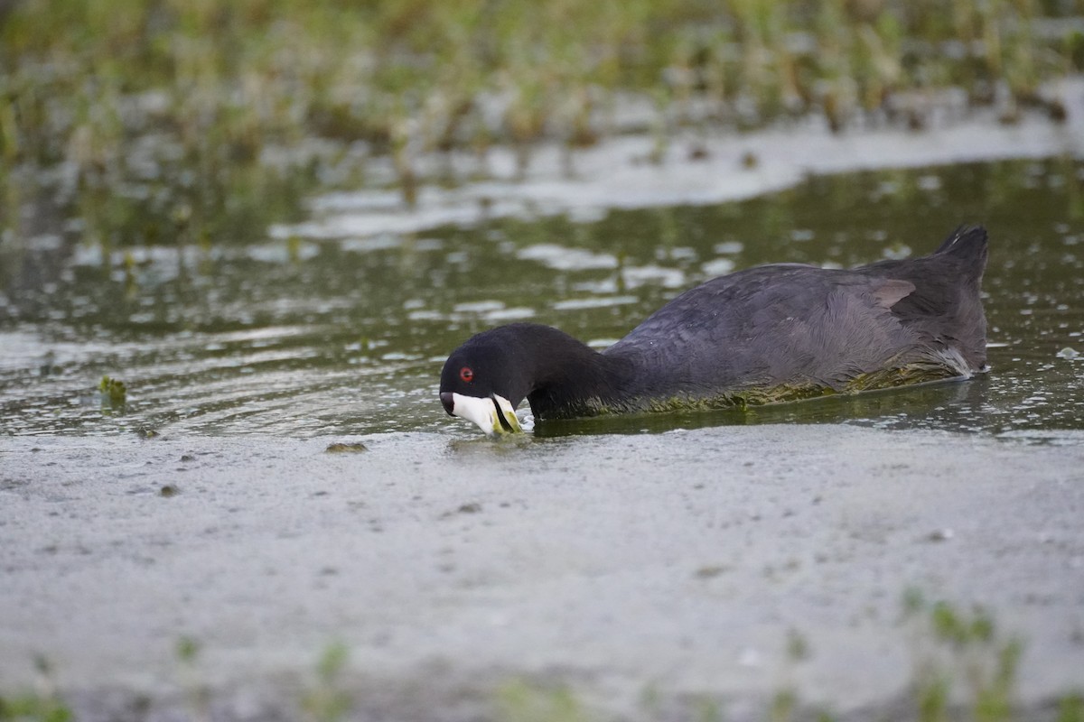 American Coot - ML601543051