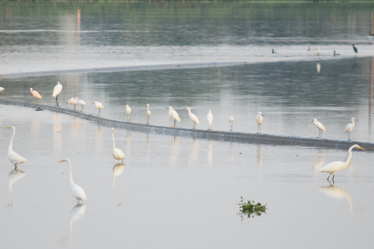 Snowy Egret - ML601543331