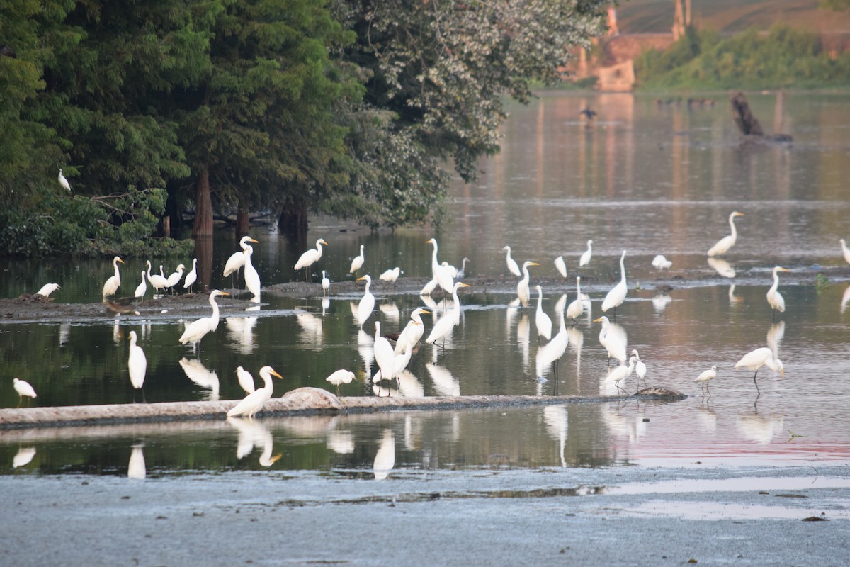 Great Egret - Garrett Rhyne