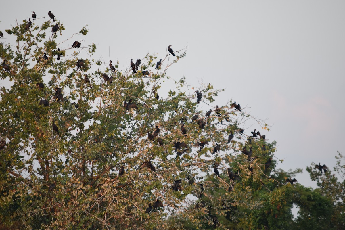 Neotropic Cormorant - Garrett Rhyne