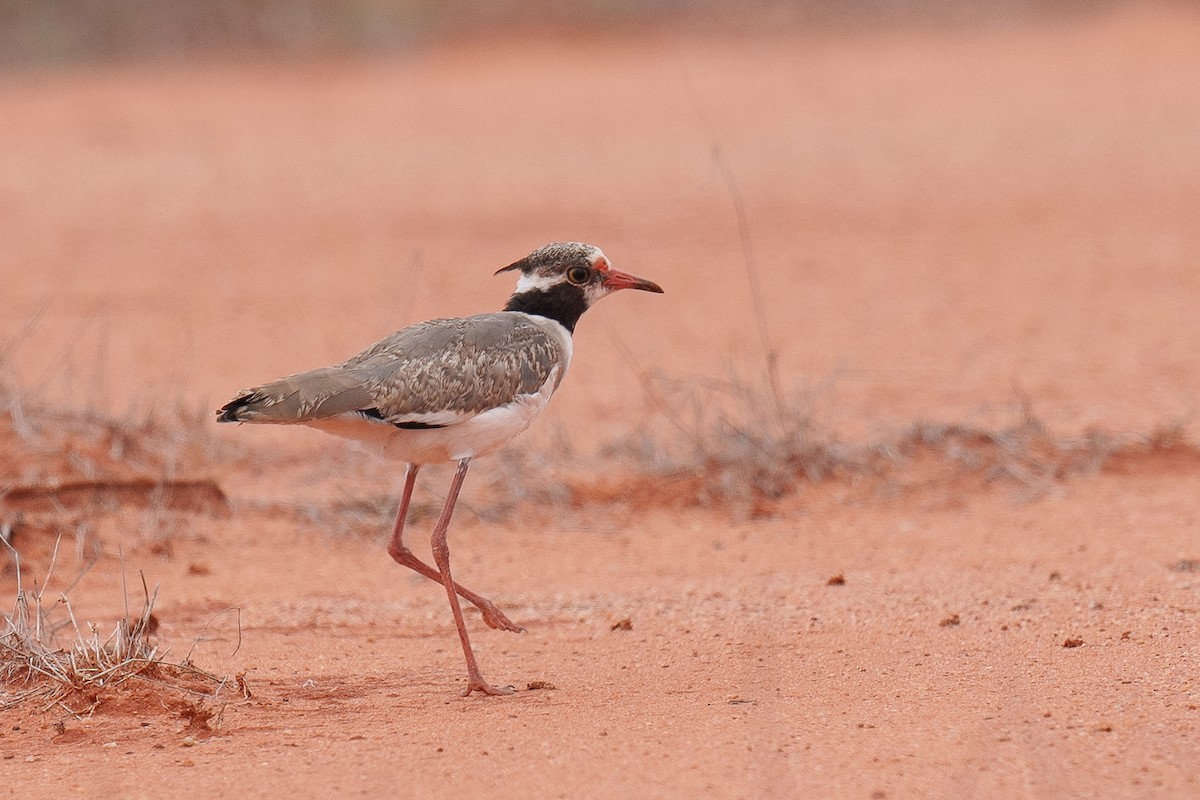 Black-headed Lapwing - ML601544601