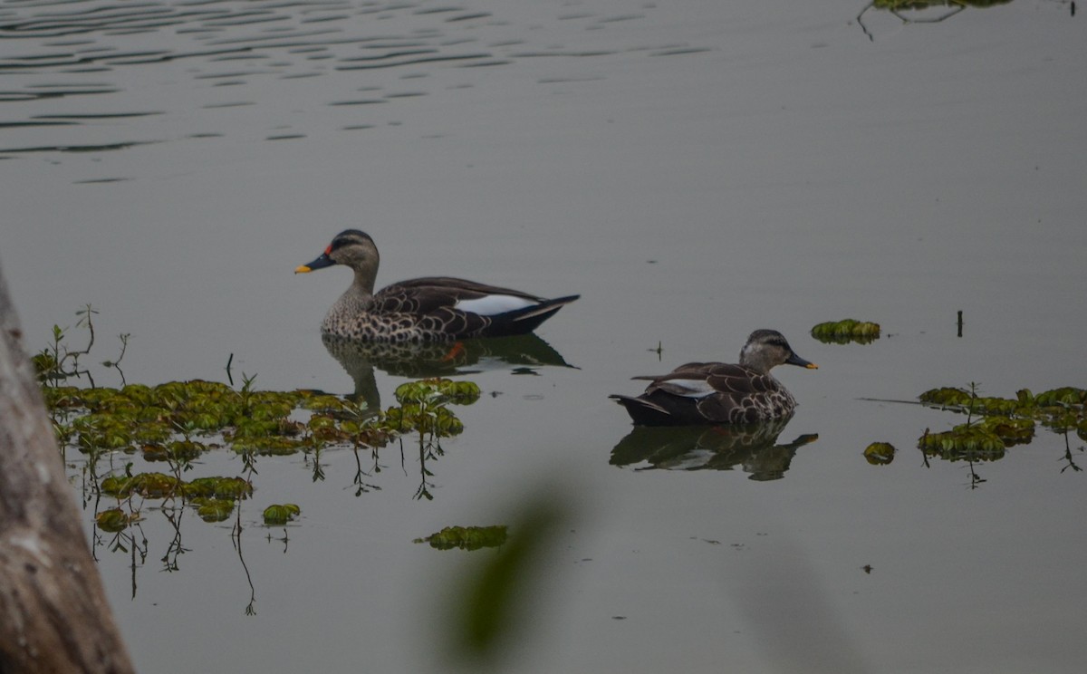 Indian Spot-billed Duck - ML60154511