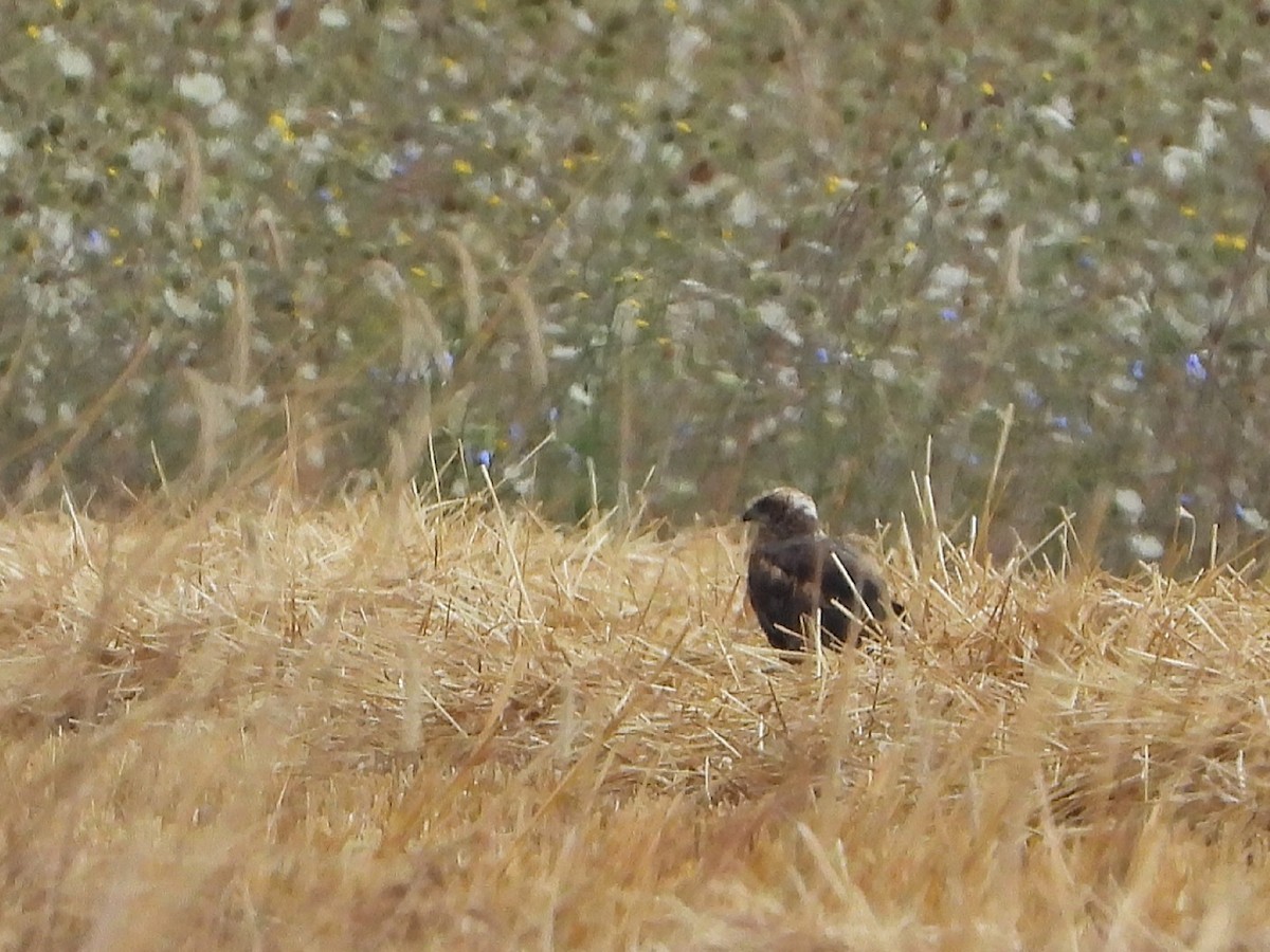 Western Marsh Harrier - ML601545461