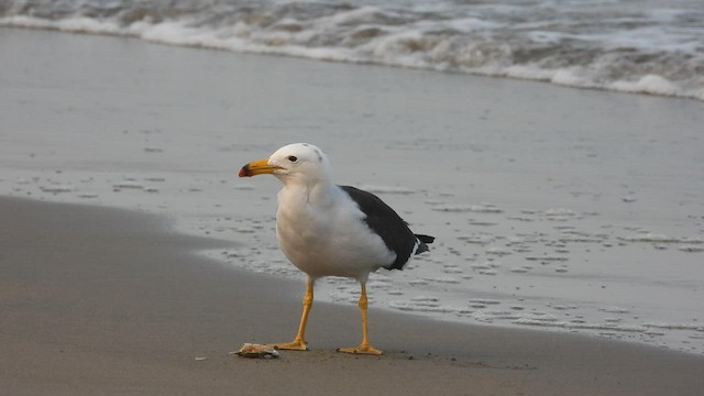 Belcher's Gull - ML601545851