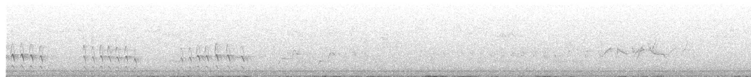 hvitsmykkehonningeter - ML601546521