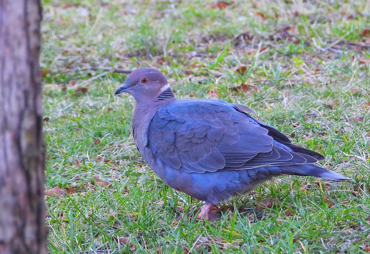 Chilean Pigeon - Manuel Alejandro Fuentealba Barrientos