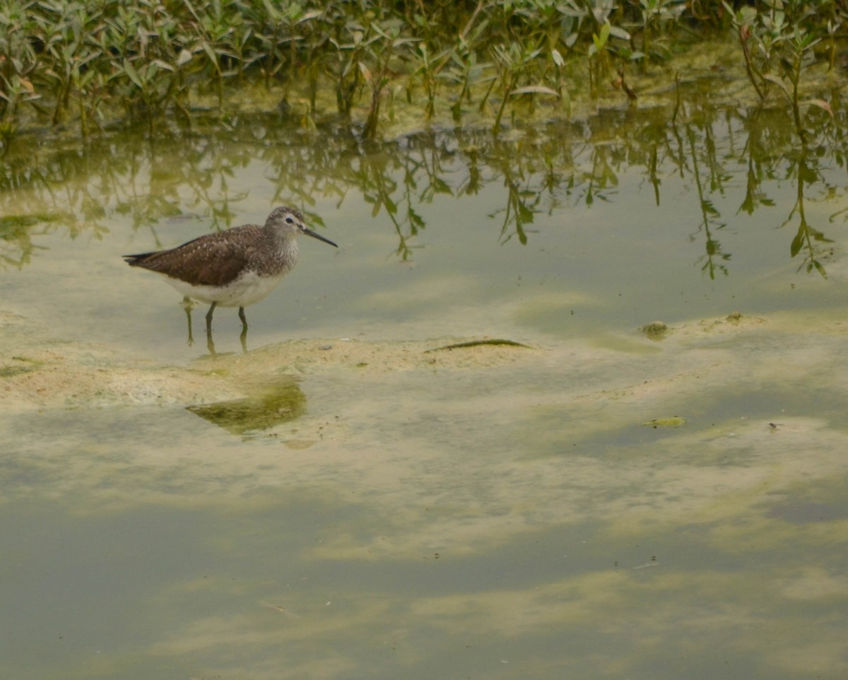 Green Sandpiper - ML60154741