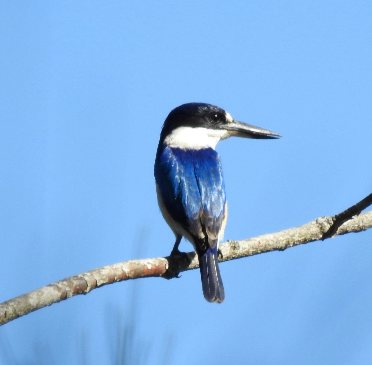 Forest Kingfisher - ML60154781