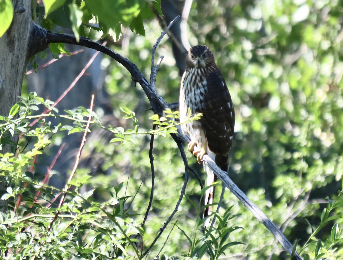 Cooper's Hawk - ML601547861