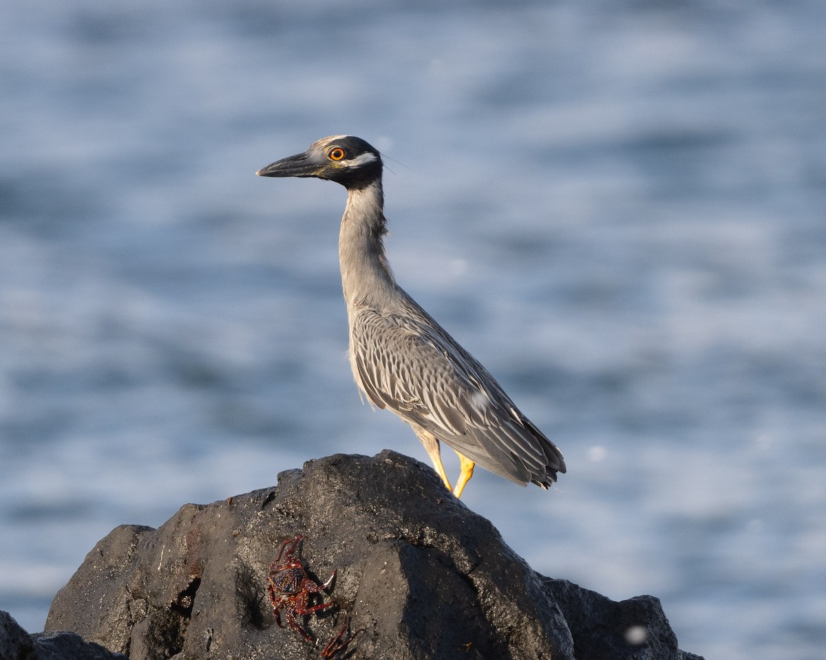 Yellow-crowned Night Heron (Galapagos) - ML601547941