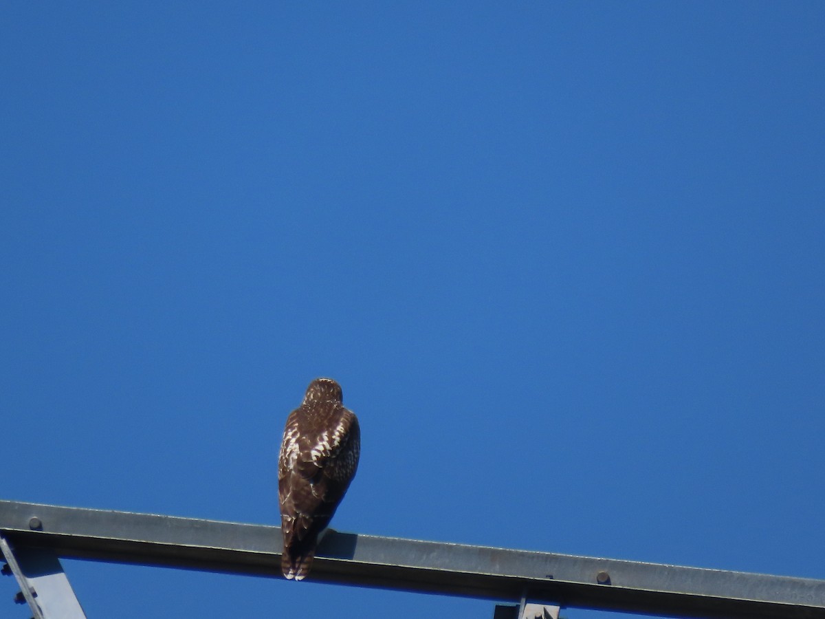 Red-tailed Hawk - ML601548051