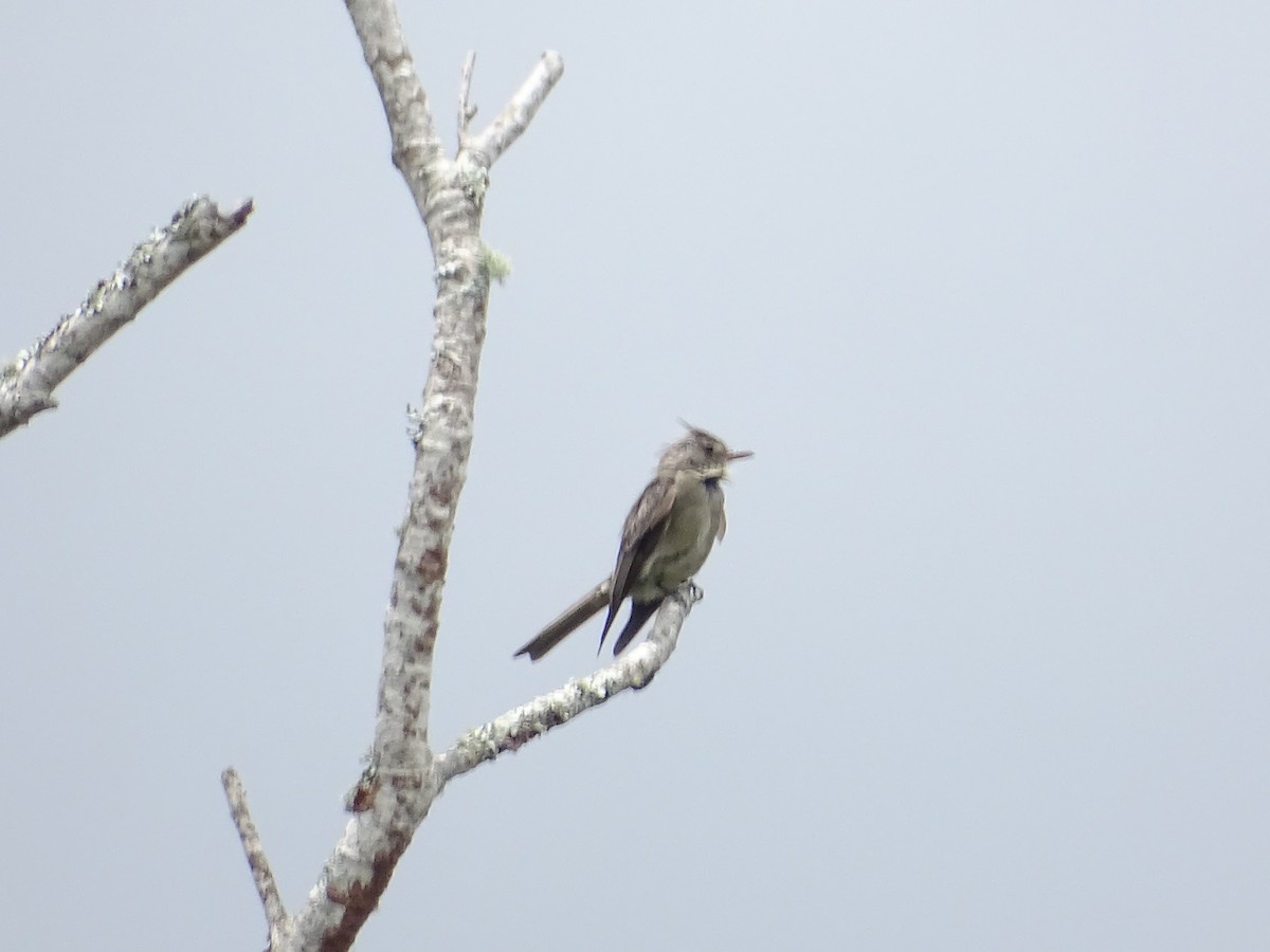 Greater Pewee - Luis Alberto Herrera