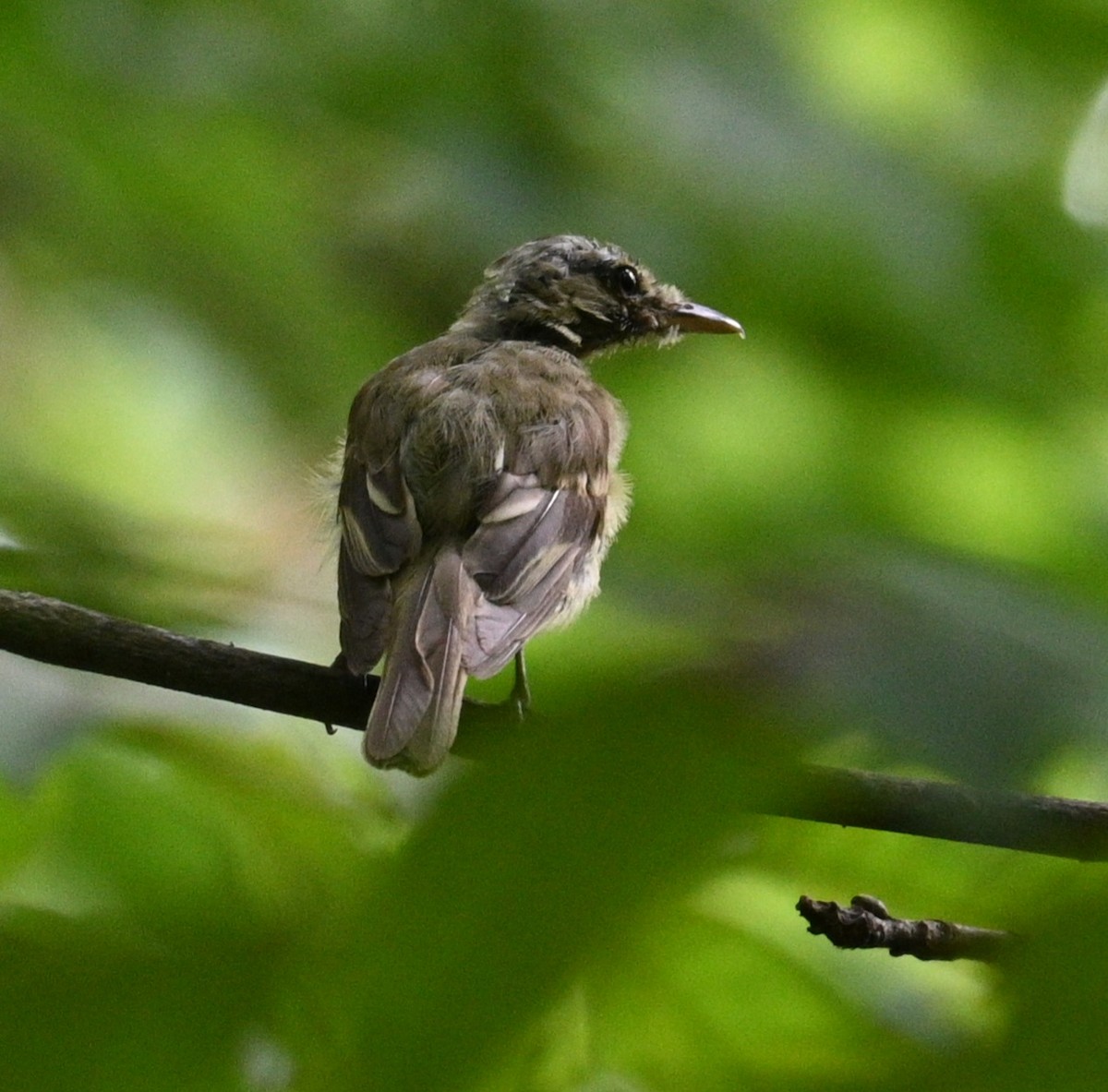 Acadian Flycatcher - Jim McDaniel