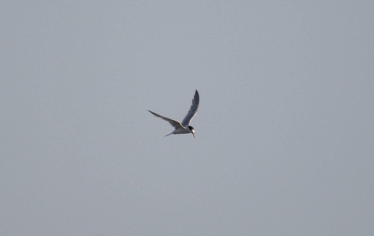 Little Tern - ML601554771