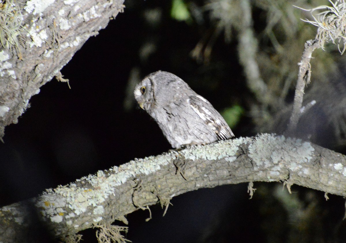 Eastern Screech-Owl - Bill Telfair