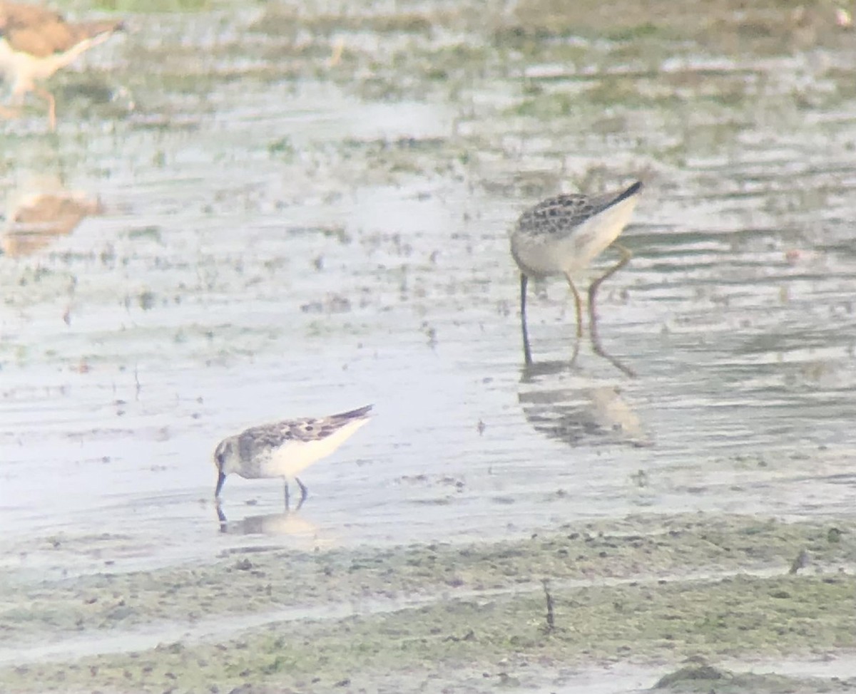 Semipalmated Sandpiper - ML601555421