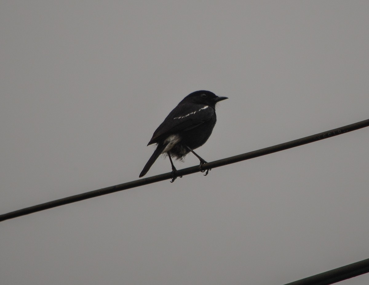 Pied Bushchat - ML60155561