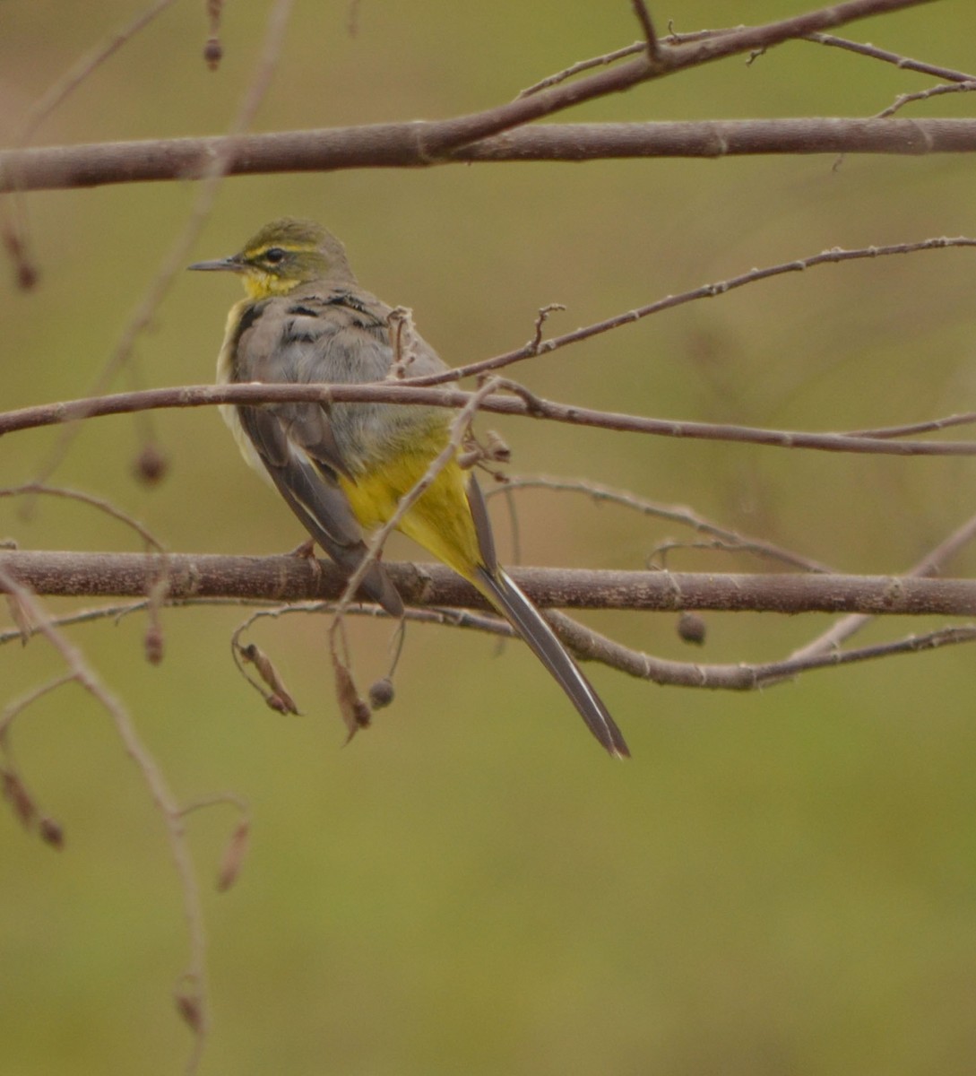 Gray Wagtail - ML60155701