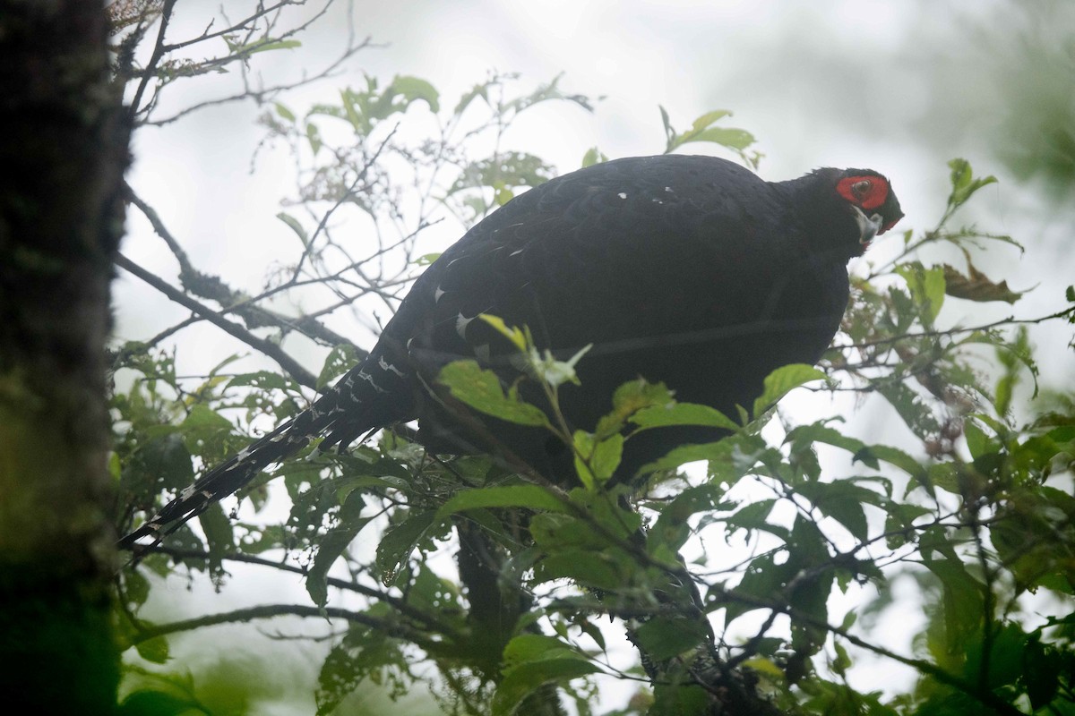 Mikado Pheasant - ML601557661