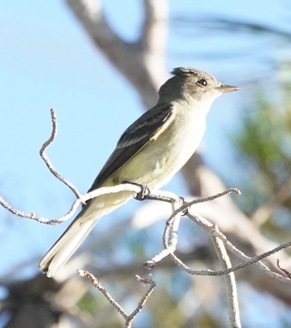 Empidonax sp. - Lynn Hui