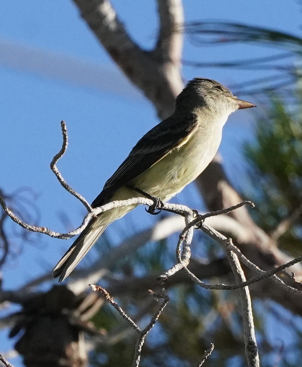 Mosquero sp. (Empidonax sp.) - ML601559121