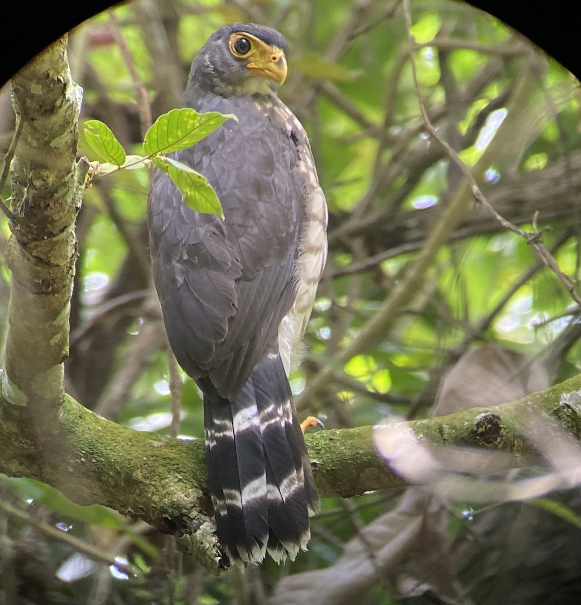 Carnifex ardoisé - ML601559321