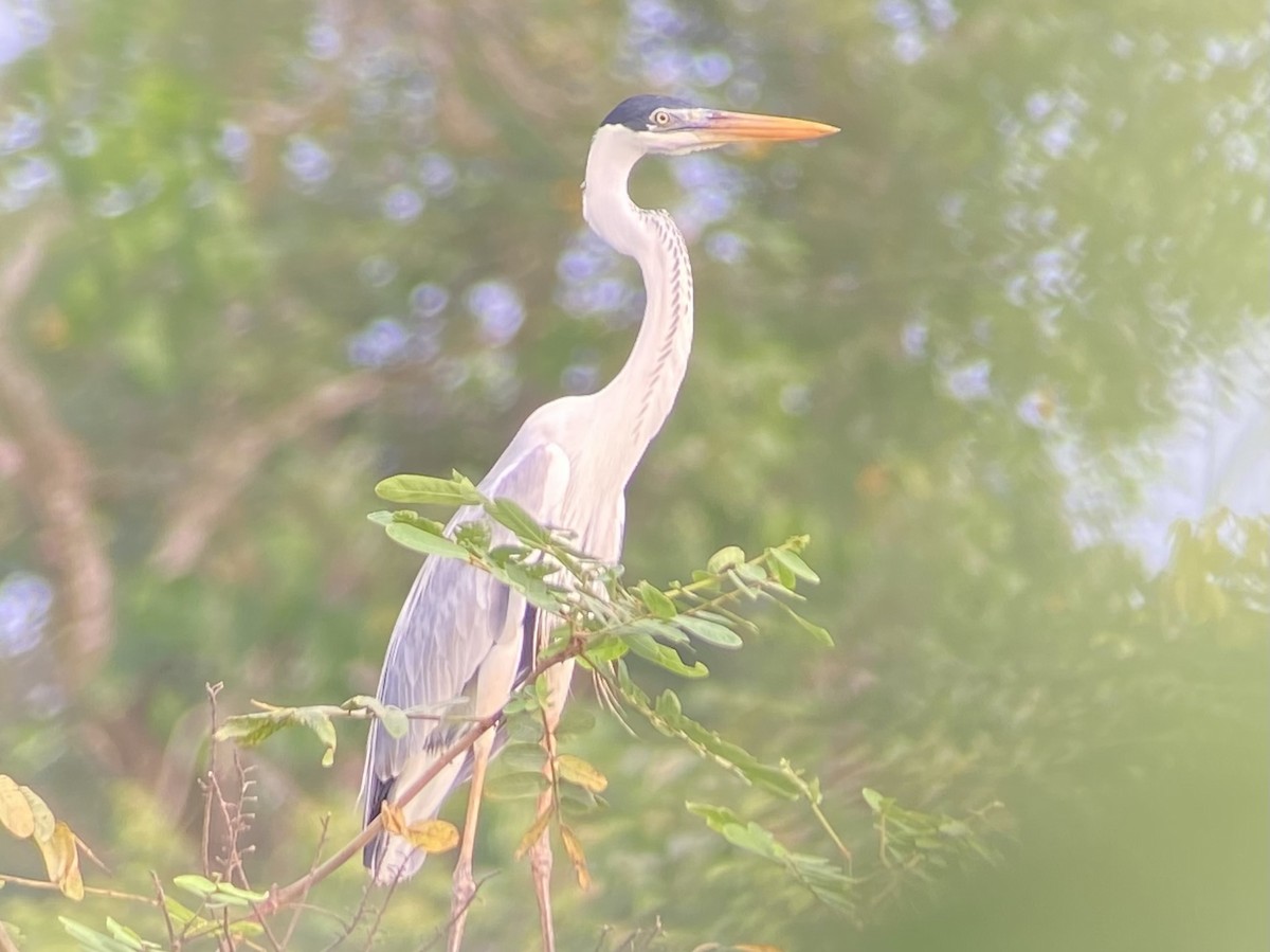 Héron cocoi - ML601559751