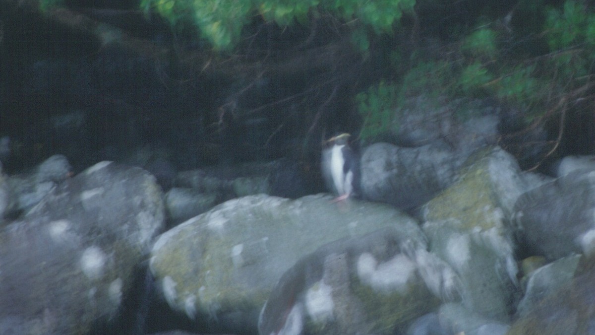 Fiordland Penguin - ML601560181
