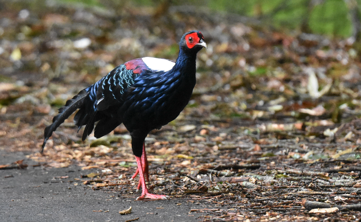 Swinhoe's Pheasant - ML601560211
