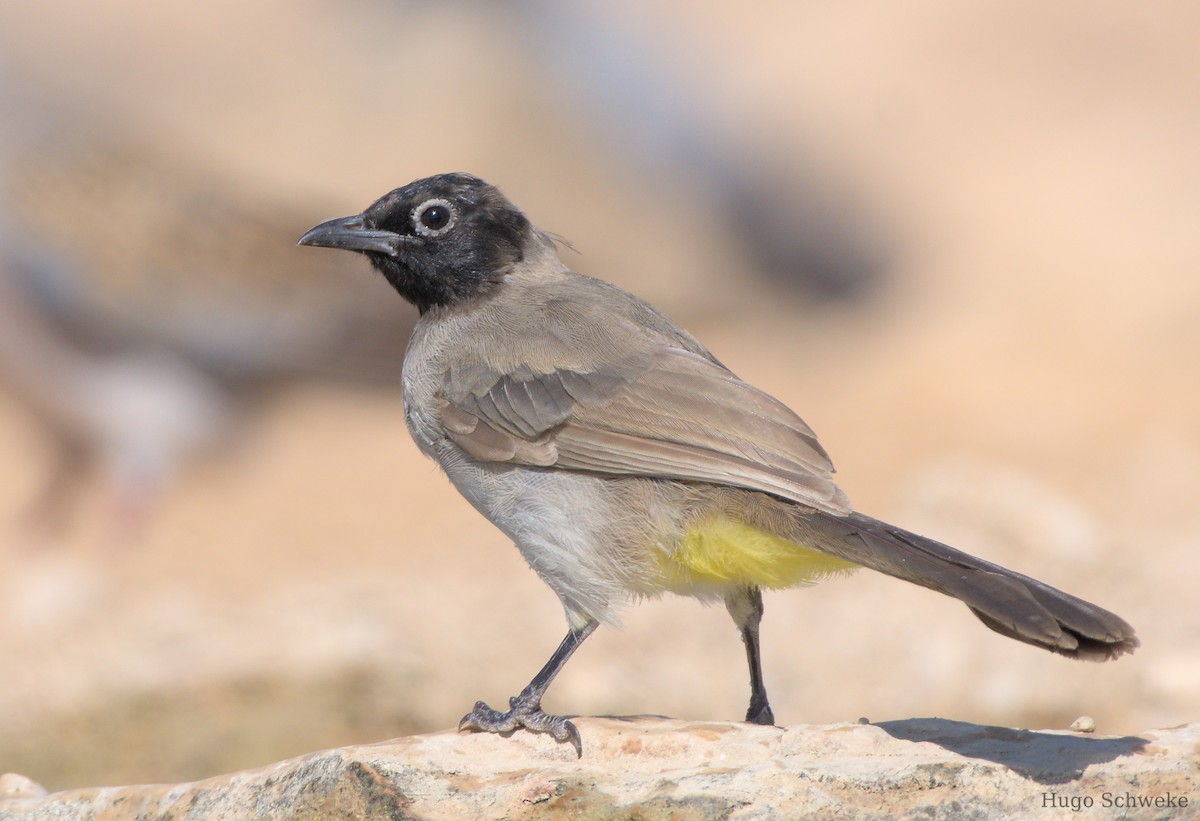 White-spectacled Bulbul - ML601560221
