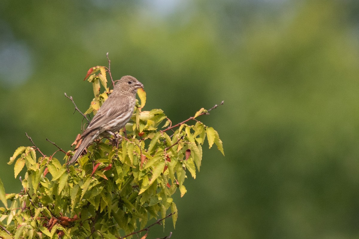 House Finch - ML601560581