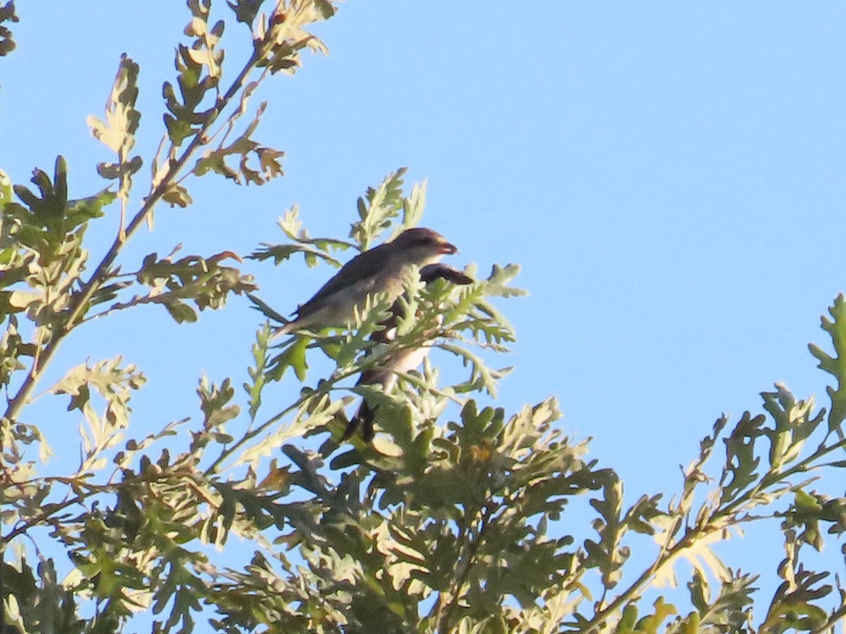 Red-backed Shrike - Ana  Botelho