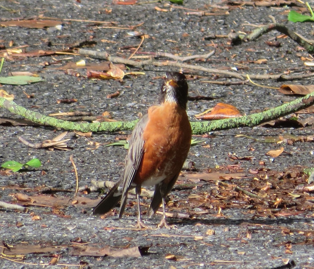 American Robin - ML601560911