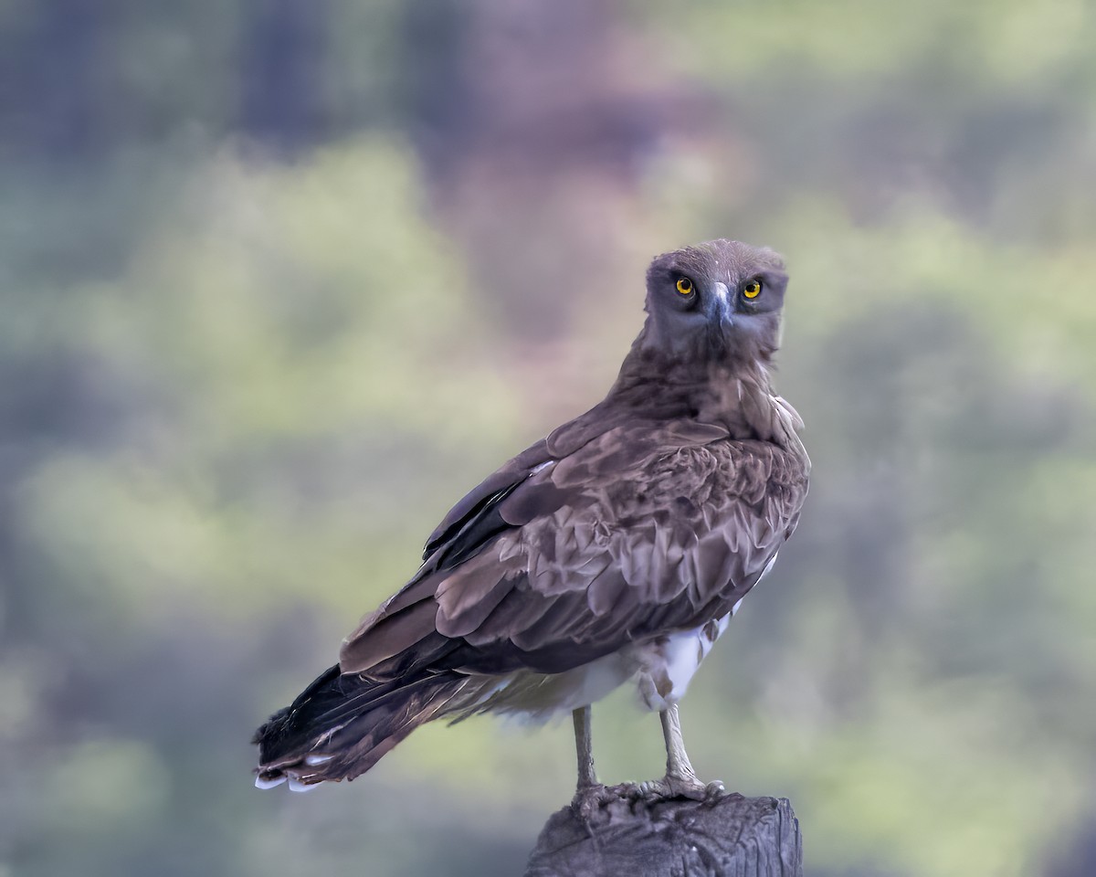 Short-toed Snake-Eagle - Anonymous