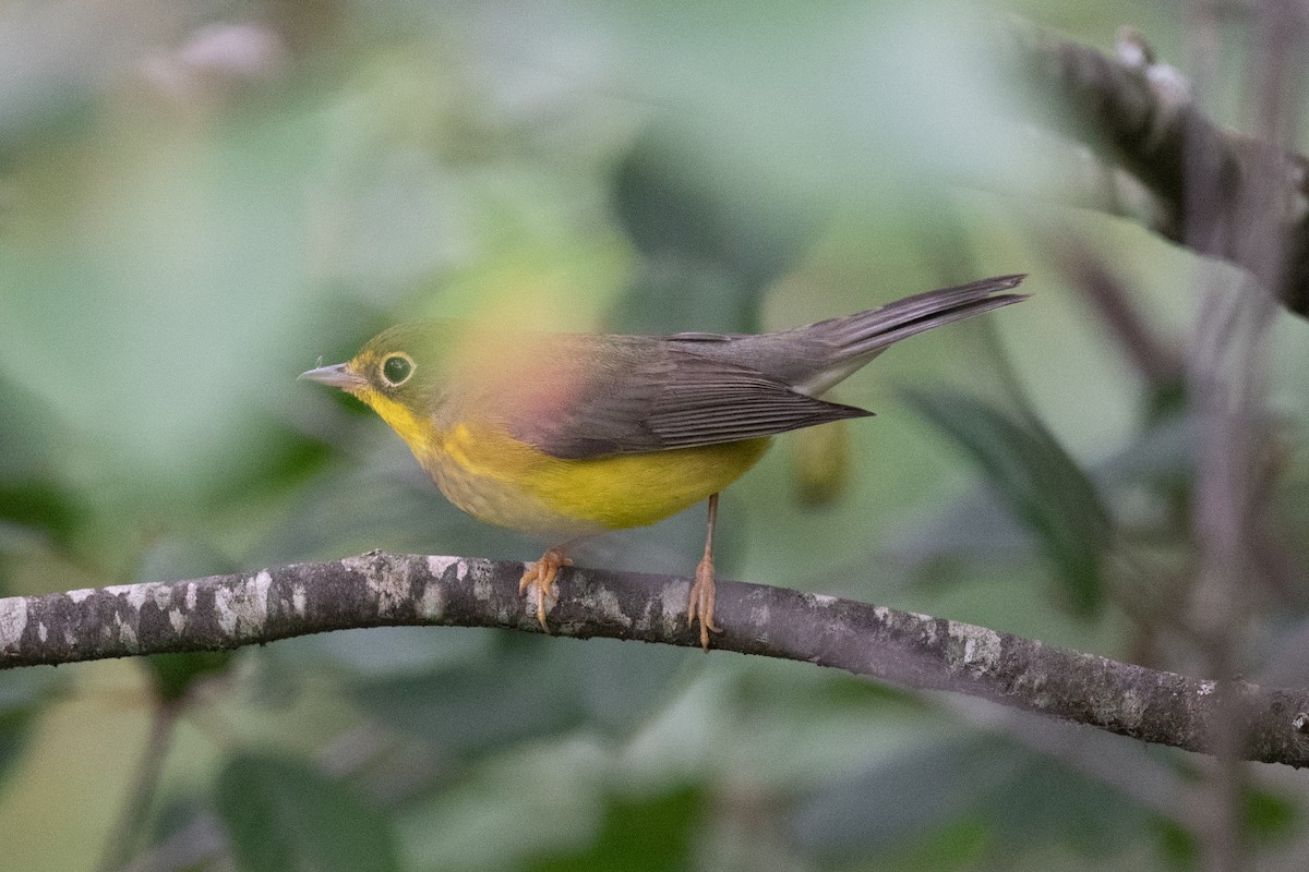 Canada Warbler - Sebastian Jones