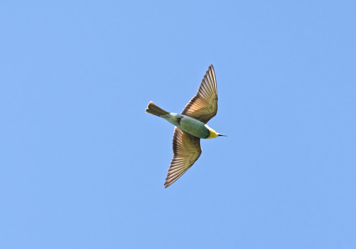 European Bee-eater - ML601561471