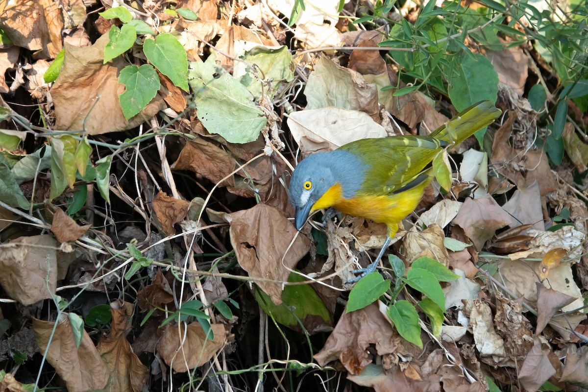 Gray-headed Bushshrike - ML601561691