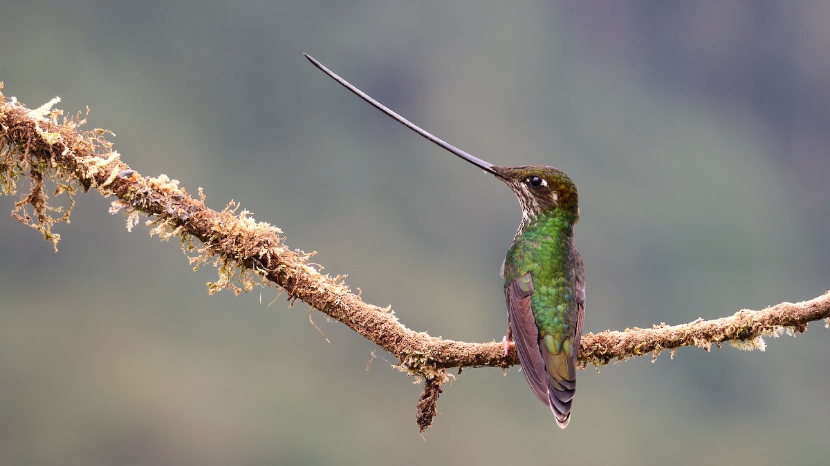 Sword-billed Hummingbird - Josep del Hoyo