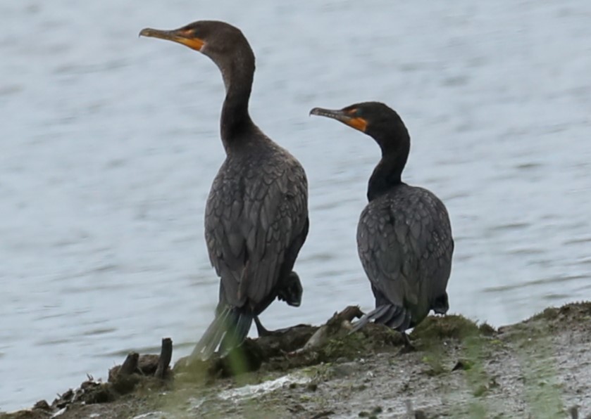 Double-crested Cormorant - michael vedder