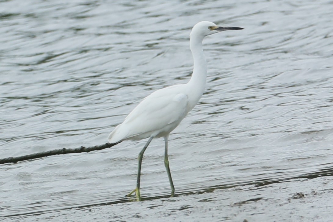 Snowy Egret - michael vedder