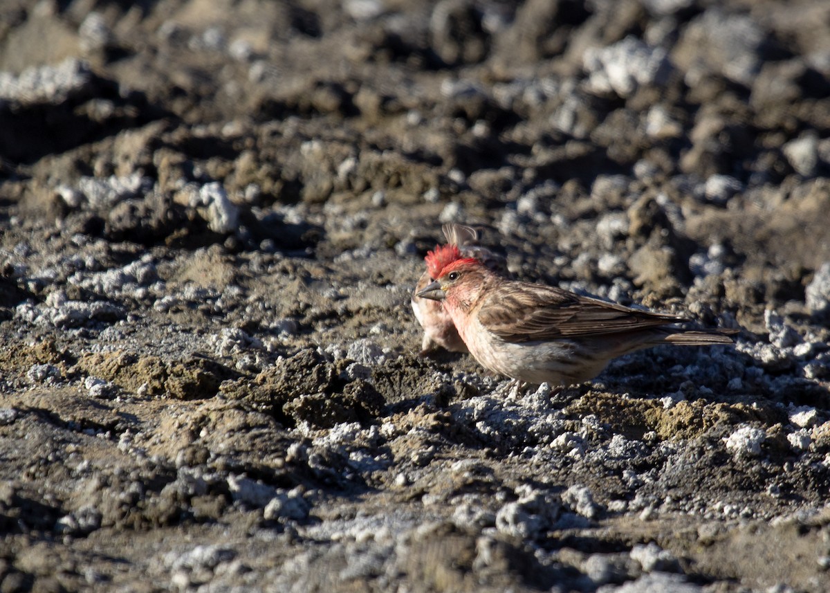 Cassin's Finch - ML601562201