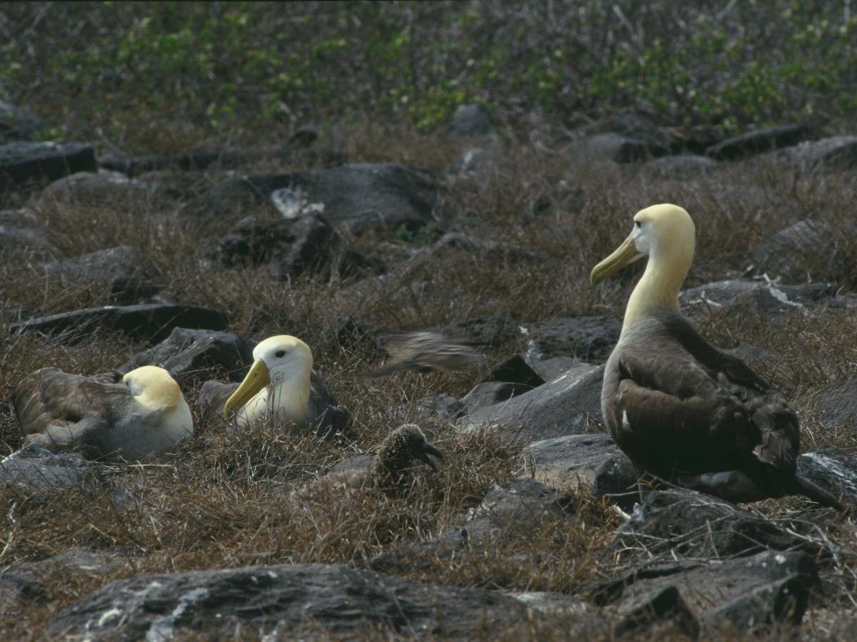 Галапагосский альбатрос - ML601562451
