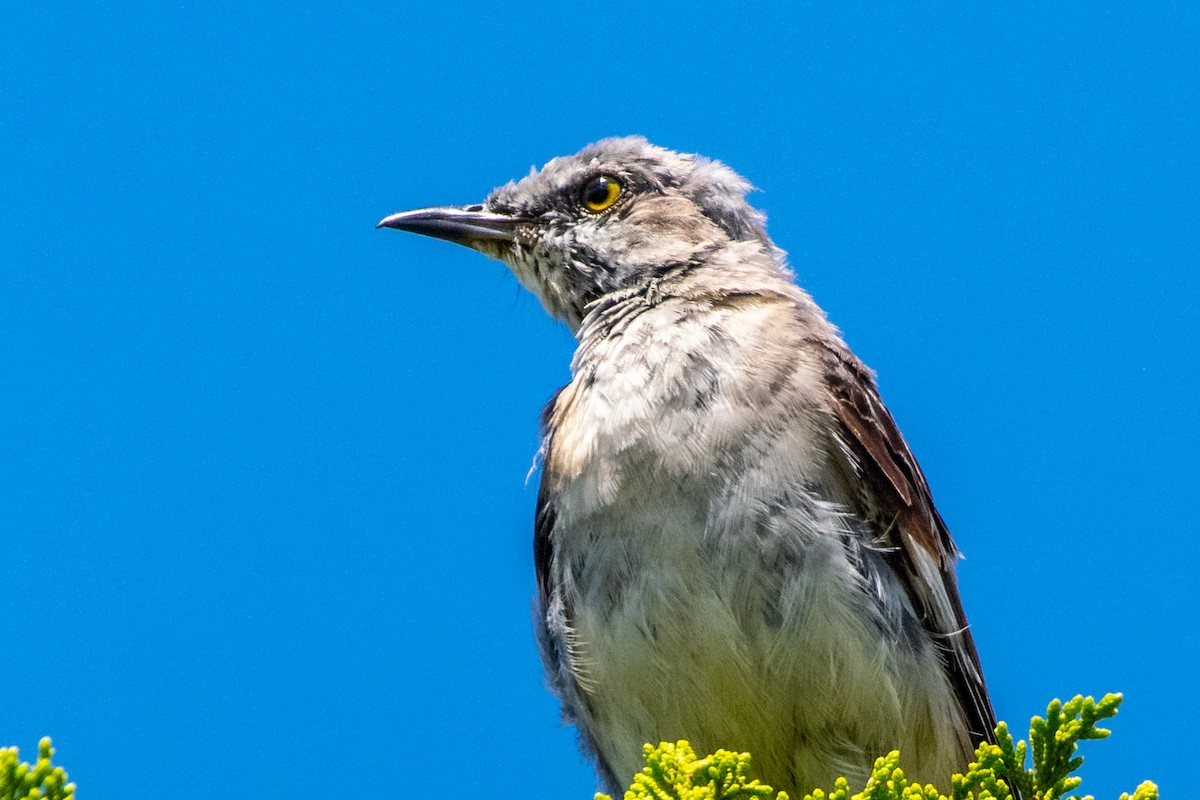 Northern Mockingbird - ML601562551