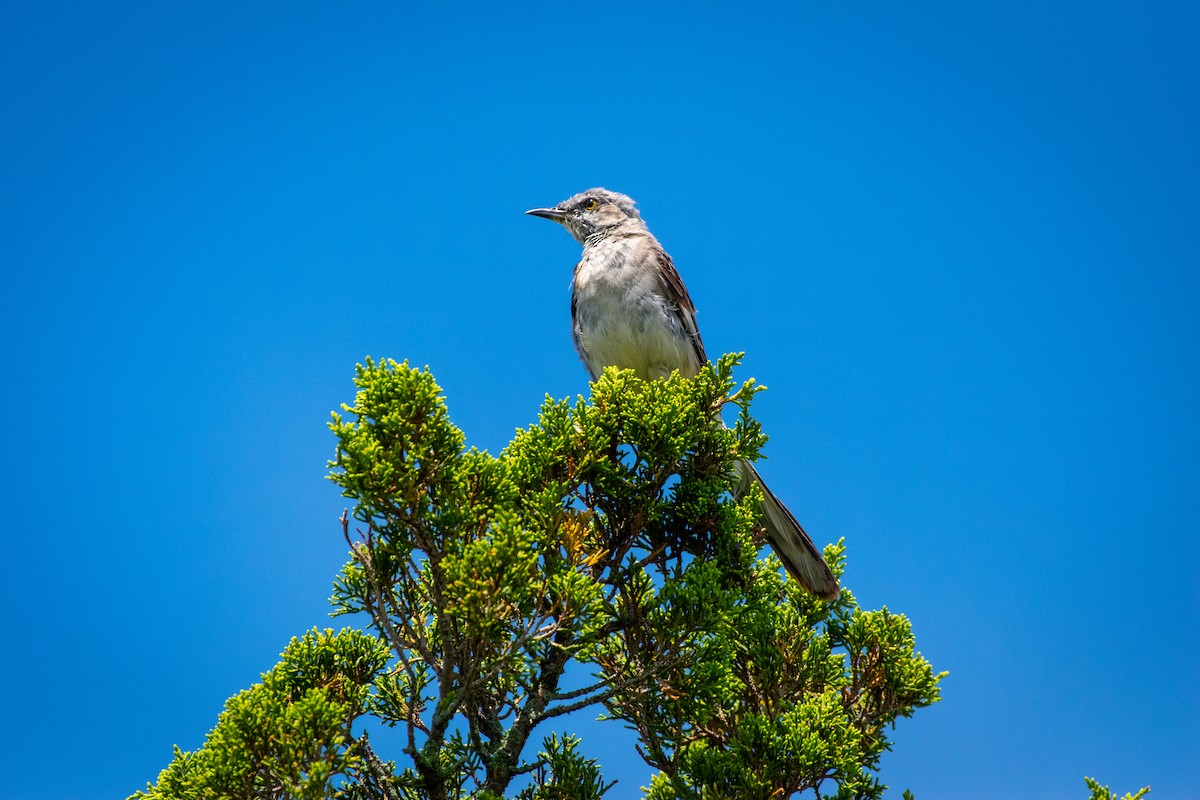 Northern Mockingbird - ML601562671